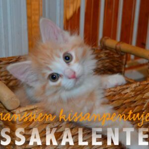 Oranssien kissanpentujen kalenteri 2027